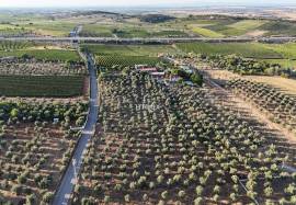 Farm in Borba