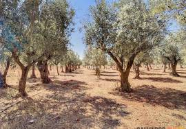 Farm in Borba