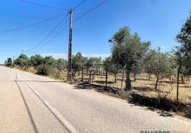 Farm in Borba