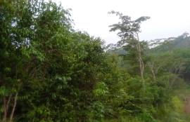 7 Rai Hill Land with Mountain Views for Sale near KK Monster Fish Fishing Park, Phangnga