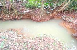 10 Rai Palm Plantation Land for Sale Next to the Stream near KK Monster Fish Fishing Park, Phangnga