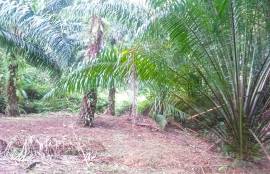 10 Rai Palm Plantation Land for Sale Next to the Stream near KK Monster Fish Fishing Park, Phangnga