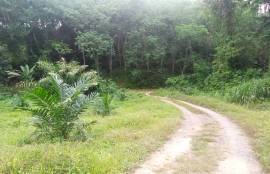 10 Rai Palm Plantation Land for Sale Next to the Stream near KK Monster Fish Fishing Park, Phangnga