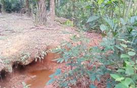 10 Rai Palm Plantation Land for Sale Next to the Stream near KK Monster Fish Fishing Park, Phangnga