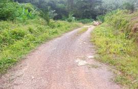 10 Rai Palm Plantation Land for Sale Next to the Stream near KK Monster Fish Fishing Park, Phangnga