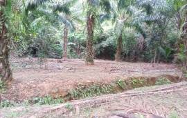 10 Rai Palm Plantation Land for Sale Next to the Stream near KK Monster Fish Fishing Park, Phangnga