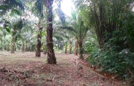 10 Rai Palm Plantation Land for Sale Next to the Stream near KK Monster Fish Fishing Park, Phangnga