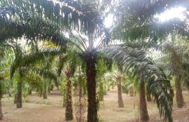 10 Rai Palm Plantation Land for Sale Next to the Stream near KK Monster Fish Fishing Park, Phangnga