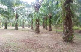 10 Rai Palm Plantation Land for Sale Next to the Stream near KK Monster Fish Fishing Park, Phangnga