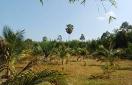 5.5 Rai Coconut Plantation with Scenic Mountain Views Land for Sale in Khokkloy, Phangnga