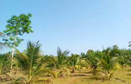 5.5 Rai Coconut Plantation with Scenic Mountain Views Land for Sale in Khokkloy, Phangnga