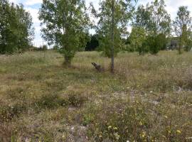 - Land - Aquitaine - For Sale - 11408-iS