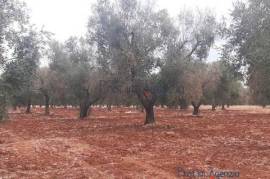 Land for sale with olive groves San Vito dei Normanni