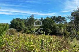 1 Hectare Farm with Housing and Annexes 20 Minutes from Viseu City Center