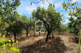 1 Hectare Farm with Housing and Annexes 20 Minutes from Viseu City Center