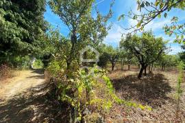 1 Hectare Farm with Housing and Annexes 20 Minutes from Viseu City Center