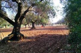 Land for sale with olive groves San Vito dei Normanni