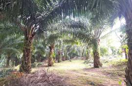 Almost 40 Rai of Palm & Rubber Plantation Land with House for Sale near Raman Waterfall, Phangnga