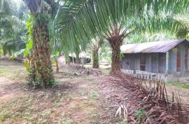 Almost 40 Rai of Palm & Rubber Plantation Land with House for Sale near Raman Waterfall, Phangnga