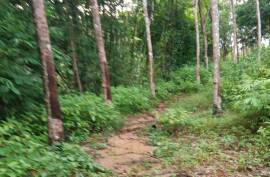 Almost 40 Rai of Palm & Rubber Plantation Land with House for Sale near Raman Waterfall, Phangnga