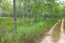 10.5 Rai Rubber Plantation with Irrigation Canal View for Sale in Khok Kloi, Phang Nga