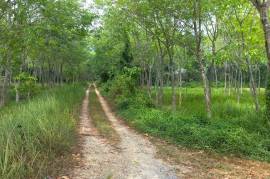 10.5 Rai Rubber Plantation with Irrigation Canal View for Sale in Khok Kloi, Phang Nga