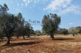 Land for sale with olive groves San Vito dei Normanni