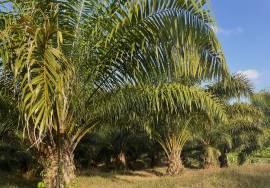 Almost 13 Rai Peaceful Palm Plantation Land for Sale in Tha Yu, Phang Nga