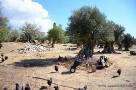 Kaloxylos Naxos /Ancient olive grove 4.000 m2