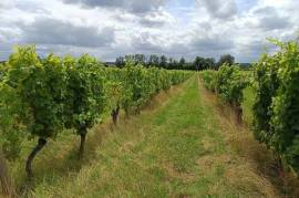 Terrain Vignes à vendre de 3Ha474 ()