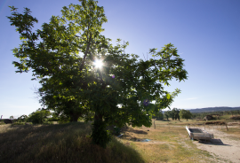 Farm on Certified Organic Land in Monsanto