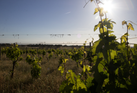 Farm on Certified Organic Land in Monsanto