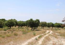 Farm on Certified Organic Land in Monsanto