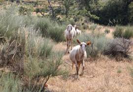 Farm on Certified Organic Land in Monsanto