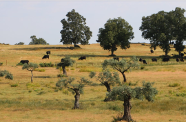 Farm on Certified Organic Land in Monsanto