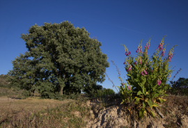 Farm on Certified Organic Land in Monsanto