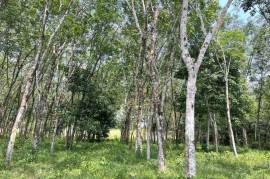 5 Rai Rubber Plantation Surrounded by Nature for Sale in Na Toei, Phangnga