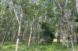 5 Rai Rubber Plantation Surrounded by Nature for Sale in Na Toei, Phangnga