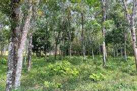 5 Rai Rubber Plantation Surrounded by Nature for Sale in Na Toei, Phangnga