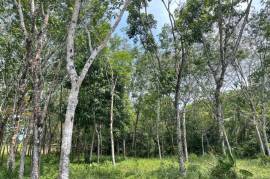 5 Rai Rubber Plantation Surrounded by Nature for Sale in Na Toei, Phangnga