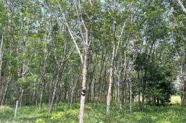 5 Rai Rubber Plantation Surrounded by Nature for Sale in Na Toei, Phangnga