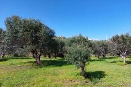 Plot of land with olive trees just 3km from the sea in Pelegrines/ Palekastro, Sitia.