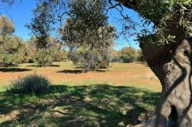 Land for sale with olive grove San Vito dei Normanni