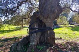 For sale land with olive grove Carovigno