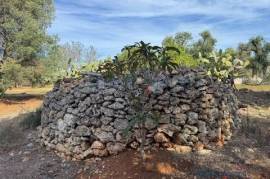 Olive grove land for sale in Carovigno