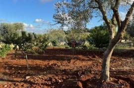 Olive grove land for sale in Carovigno