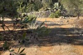 Olive grove land for sale in Carovigno