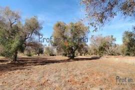 For sale land with olive grove San Vito dei Normanni