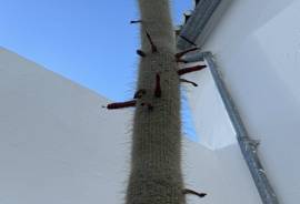 Patio Cacti Townhouse