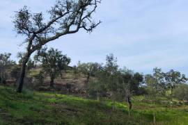 Pasture land in Salir- Loulé with water and electricity